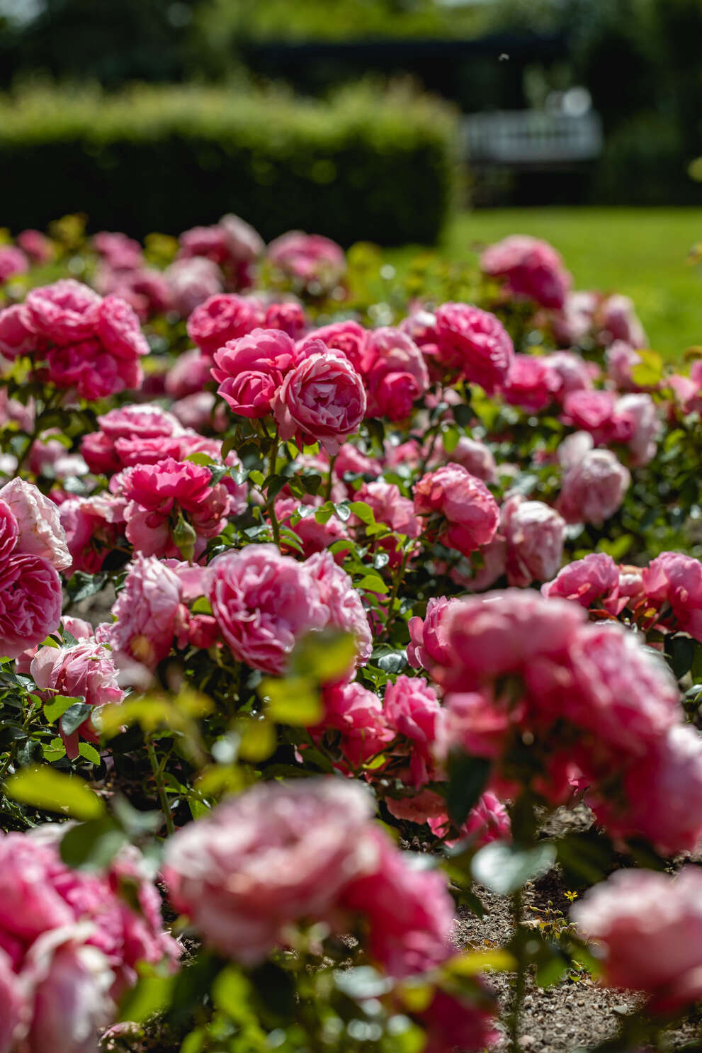 Bescherm je planten