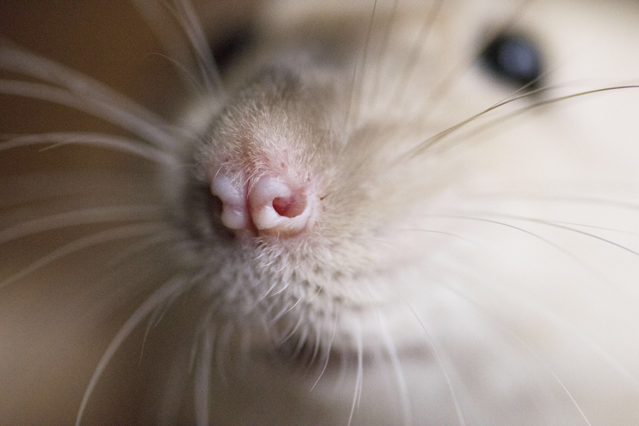 Rat Rat