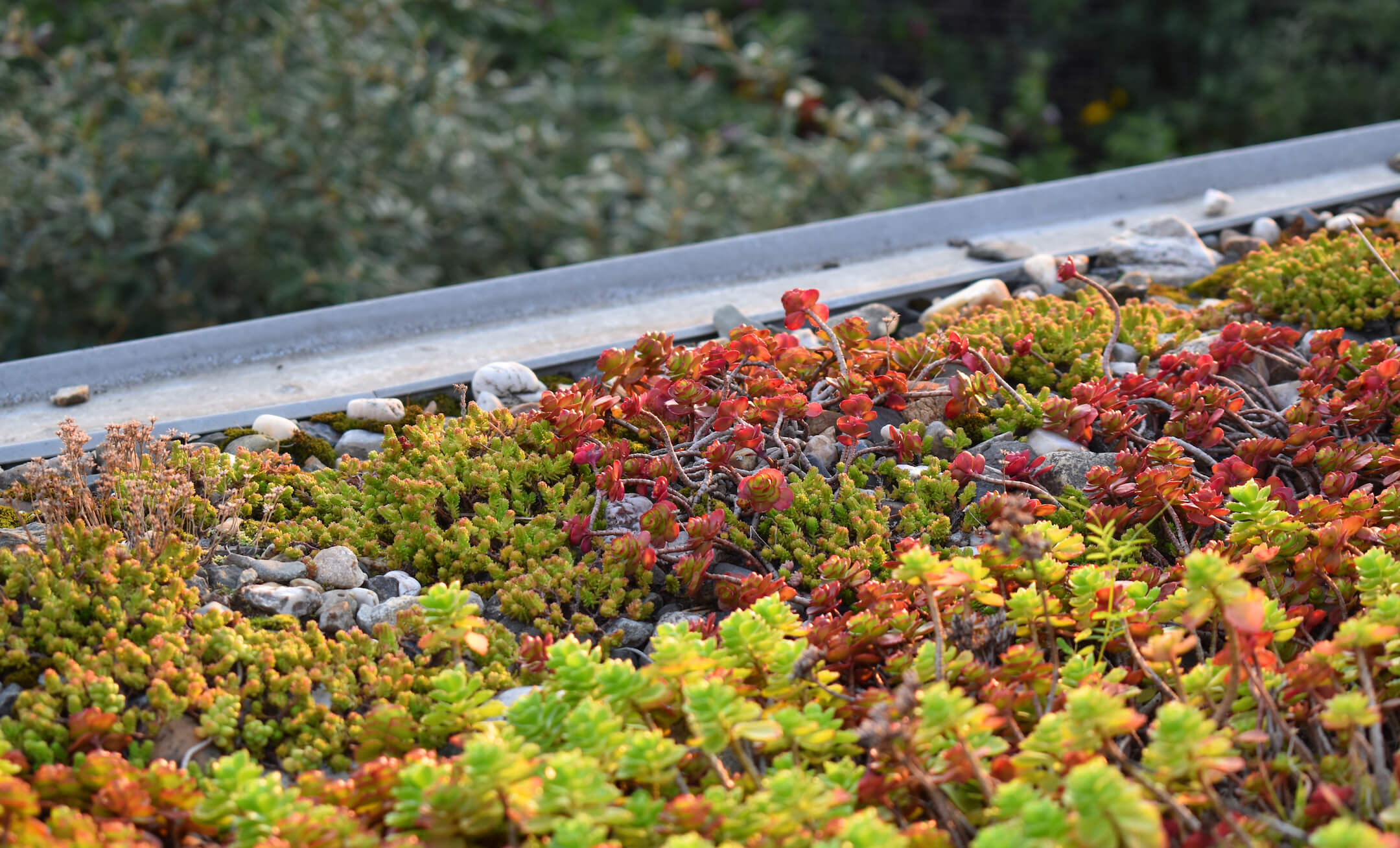 Sedum Sedum