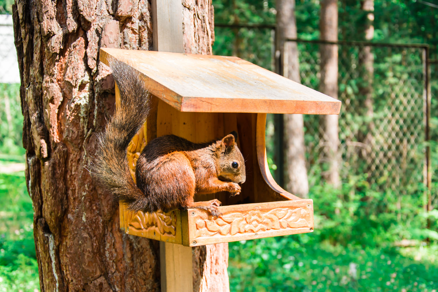 a-red-siberian-squirrel-is-sitting-on-a-treehouse