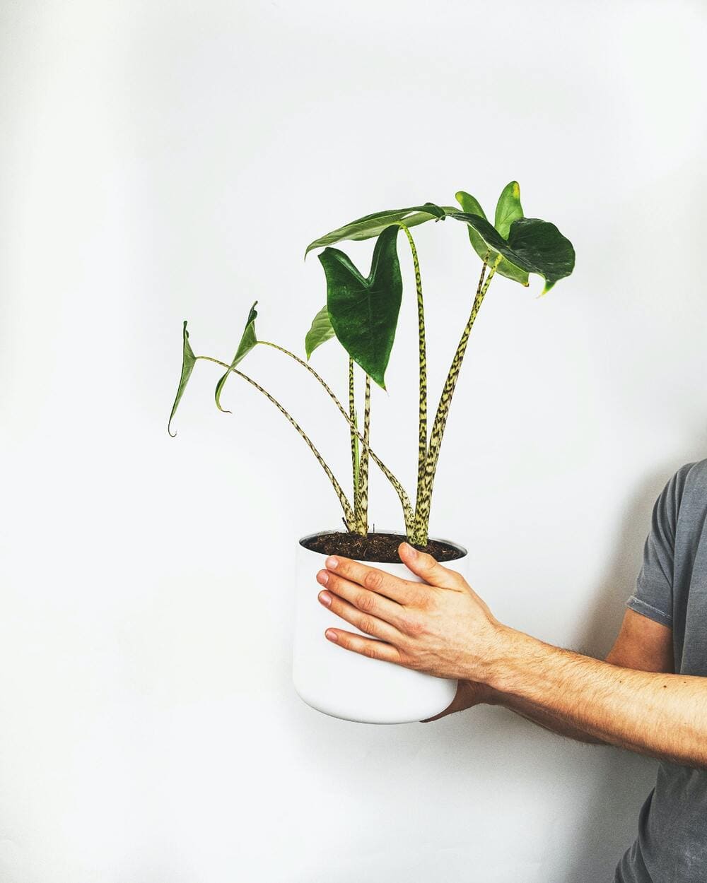 alocasia-zebrina-houseplant alocasia-zebrina-houseplant