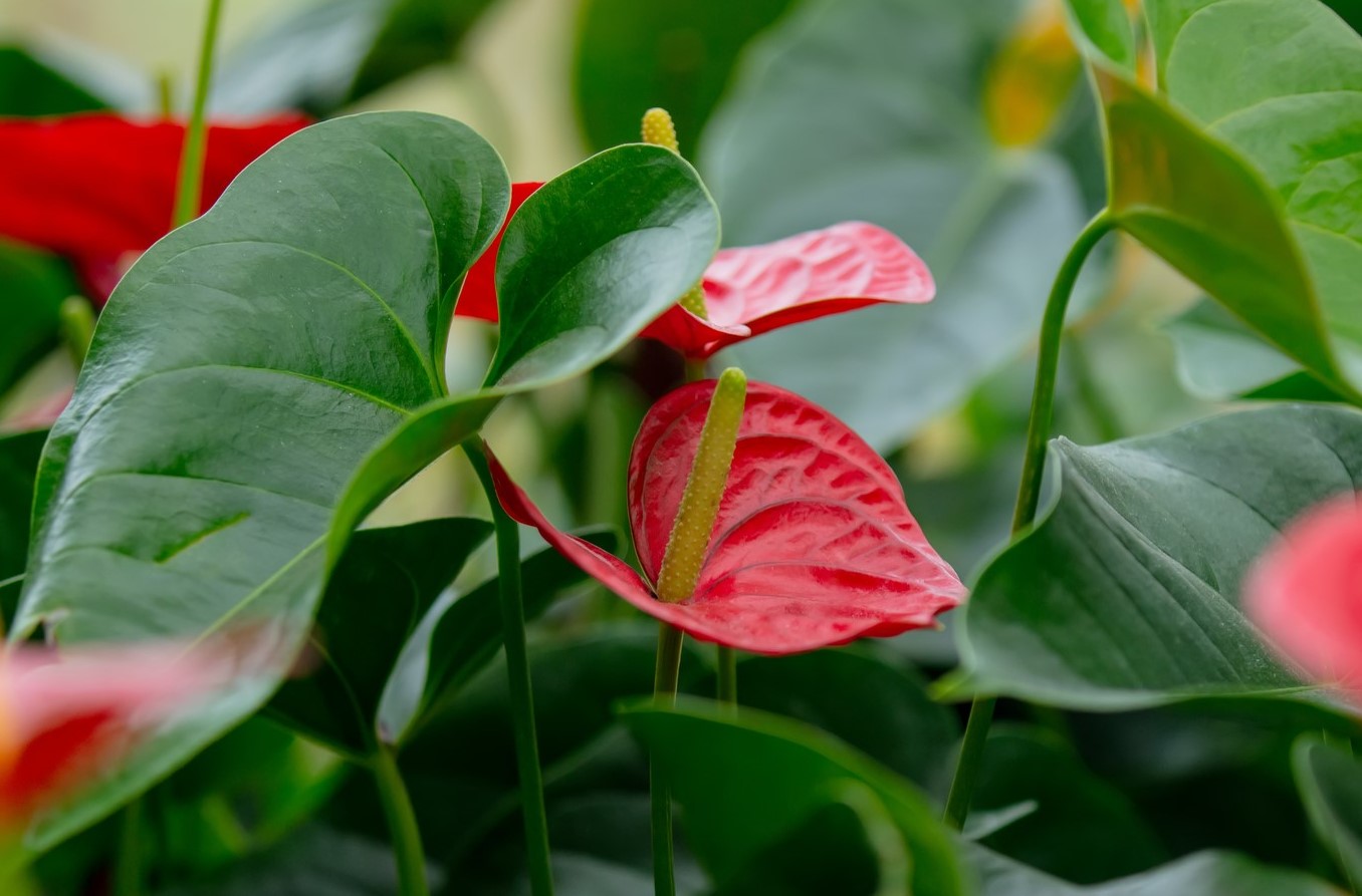 bloeiende-kamerplanten-anthurium bloeiende-kamerplanten-anthurium
