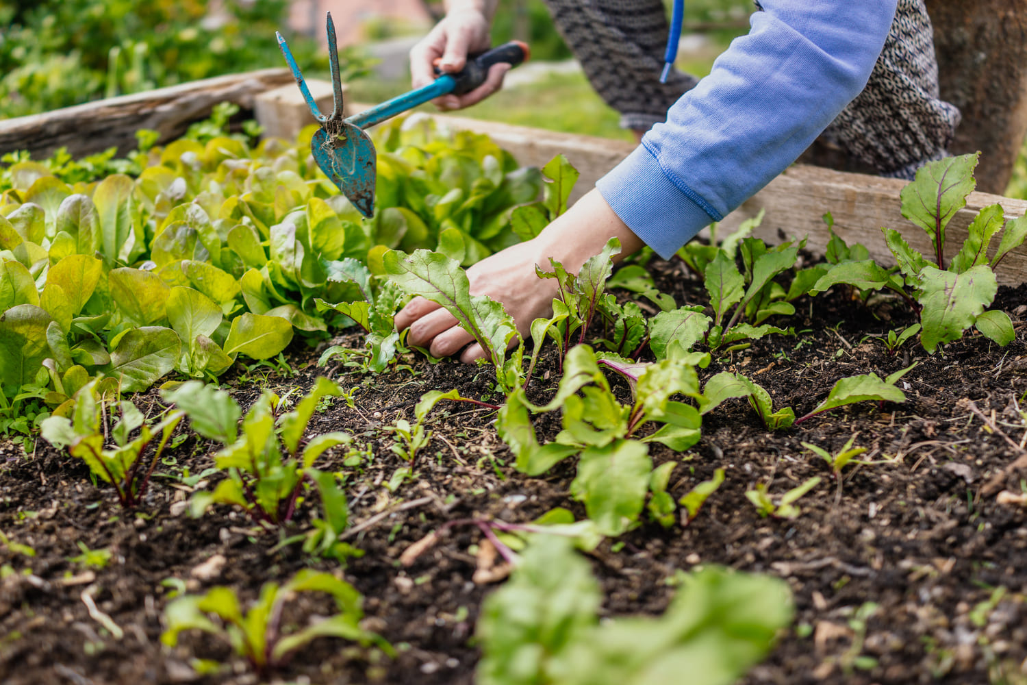 gardening-in-raised-bed-2021-08-27-22-34-48-utc