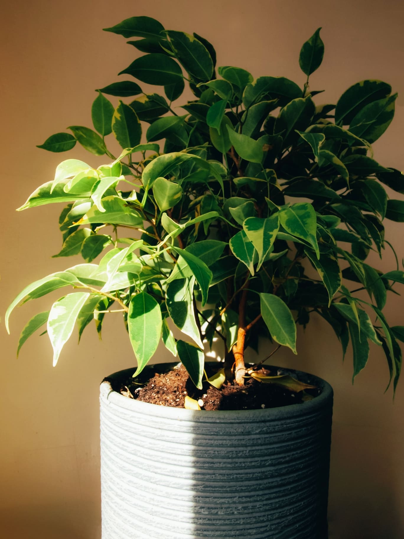 indoor-plant-ficus-benjamin indoor-plant-ficus-benjamin