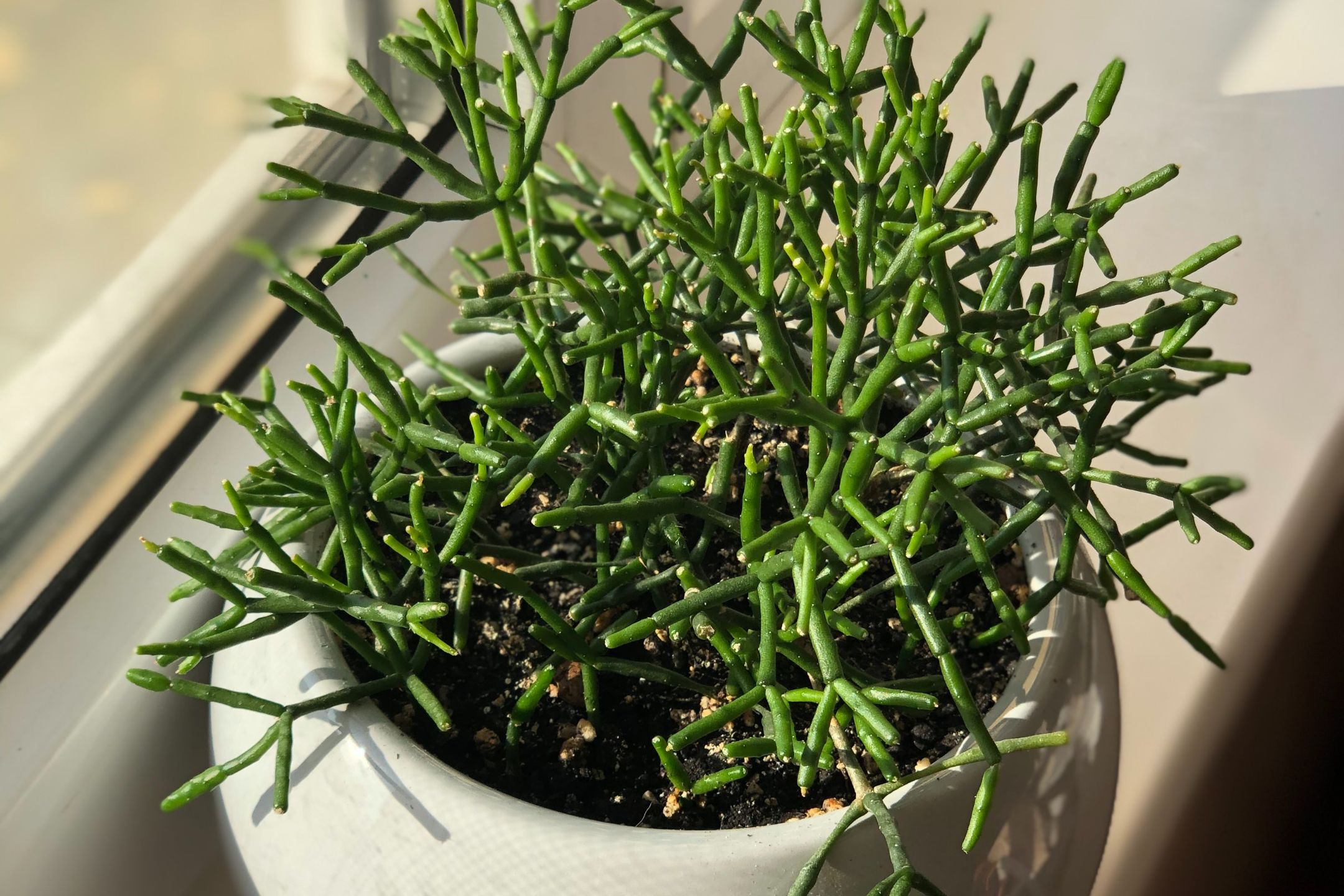 rhipsalis rhipsalis